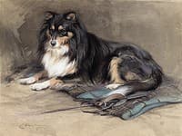 A Collie