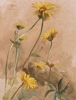 Yellow Daisies