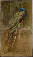 The Peacock