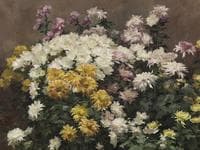 Chrysanthèmes en fleurs
