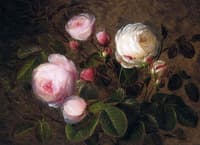 White and pink roses
