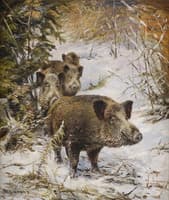 Wild boar in winter forest