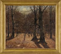 Forest in Autumn
