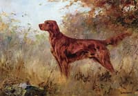 Setter