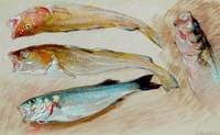 Study of Four Fish for 'The Mackerel Nets'