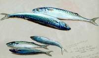 Study of Five Mackerel for 'The Mackerel Nets'