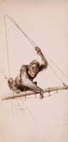 Monkey on the Yacht