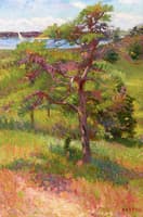 Tree by an Inlet, Cape Cod