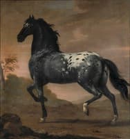 King Karl XI's Horse 'Blue Tiger'