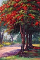 Jacaranda Tree