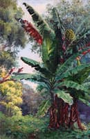 Banana Tree Grove