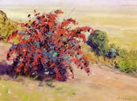 The Barberry Bush