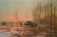 Elk in a Forest