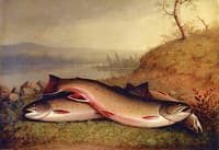 Trout