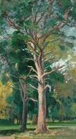 The Scotch Fir
