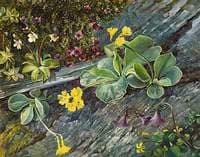 Spring Flowers