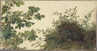 Study of Vegetation