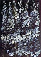 Study of Delphiniums