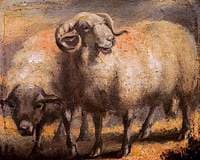 Sheep