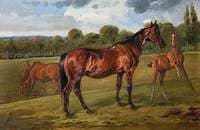 The Life of a Thoroughbred