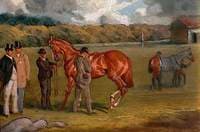 The Life of a Thoroughbred