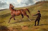 The Life of a Thoroughbred