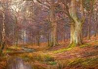 Evening in the Wood