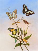 Butterflies