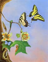 Butterflies