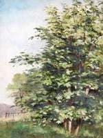 Trees in a Meadow