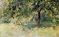 The Quince Tree