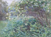 Wild Rose and Bracken