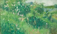 Briar-Rose Bushes Flowering on the Isle of Tjörn