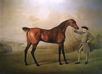 Dark Bay Racehorse in a Field, Held by a Groom in Grey