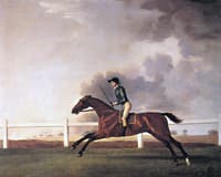 'Bay Malton' Racing at Speed, with John Singleton up