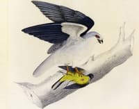 White-tailed Kite