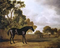 'Snap' at Jenison Shafto's Stud Farm