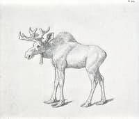 The Duke of Richmond's Second Bull Moose