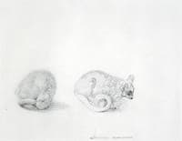 Marmaduke Tunstall's Mouse Lemur