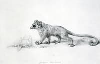 Marmaduke Tunstall's Mouse Lemur