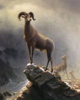 Rocky Mountain Sheep