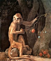 Portrait of a Monkey