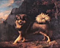 Mouton, a Dutch Barge Dog (Keeshond)