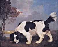 Black and White Spaniel Following a Scent