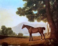 Lord Clermont's Bay Racehorse 'Johnny'