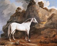 A Grey Arabian Belonging to Robert Gregory MP