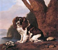 One of Mrs. Musters's Brown and White Spaniels, Sitting by a Clump of Primroses