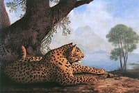 Recumbent Panther