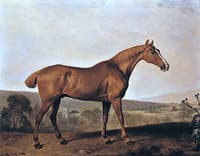 Chestnut Horse on a Hillside, with a Church in the Background