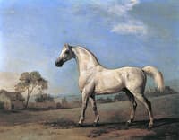 'Mambfino'